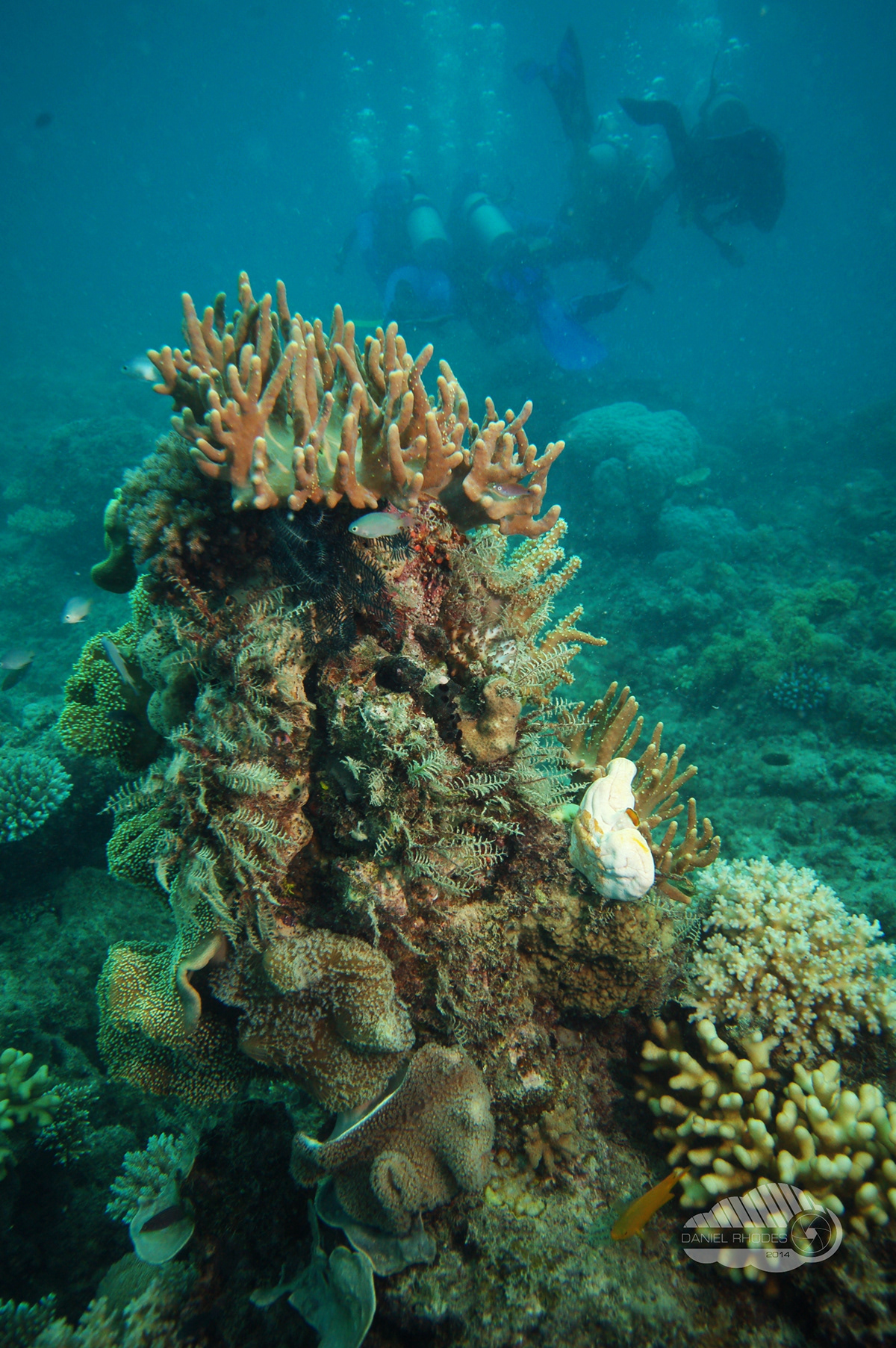 Great Barrier Reef Australia Daniel Rhodes