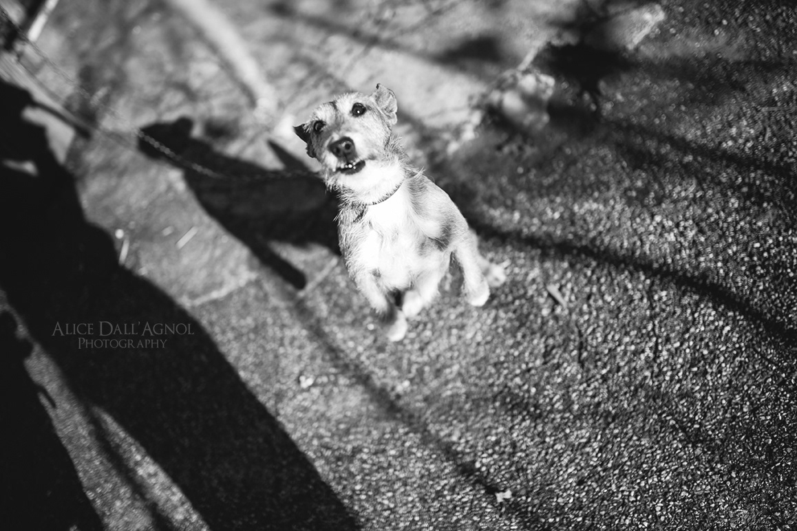 dog dogs black White b&w funny Poses Canon 35mm sigma animals bokeh Natural Light Sun