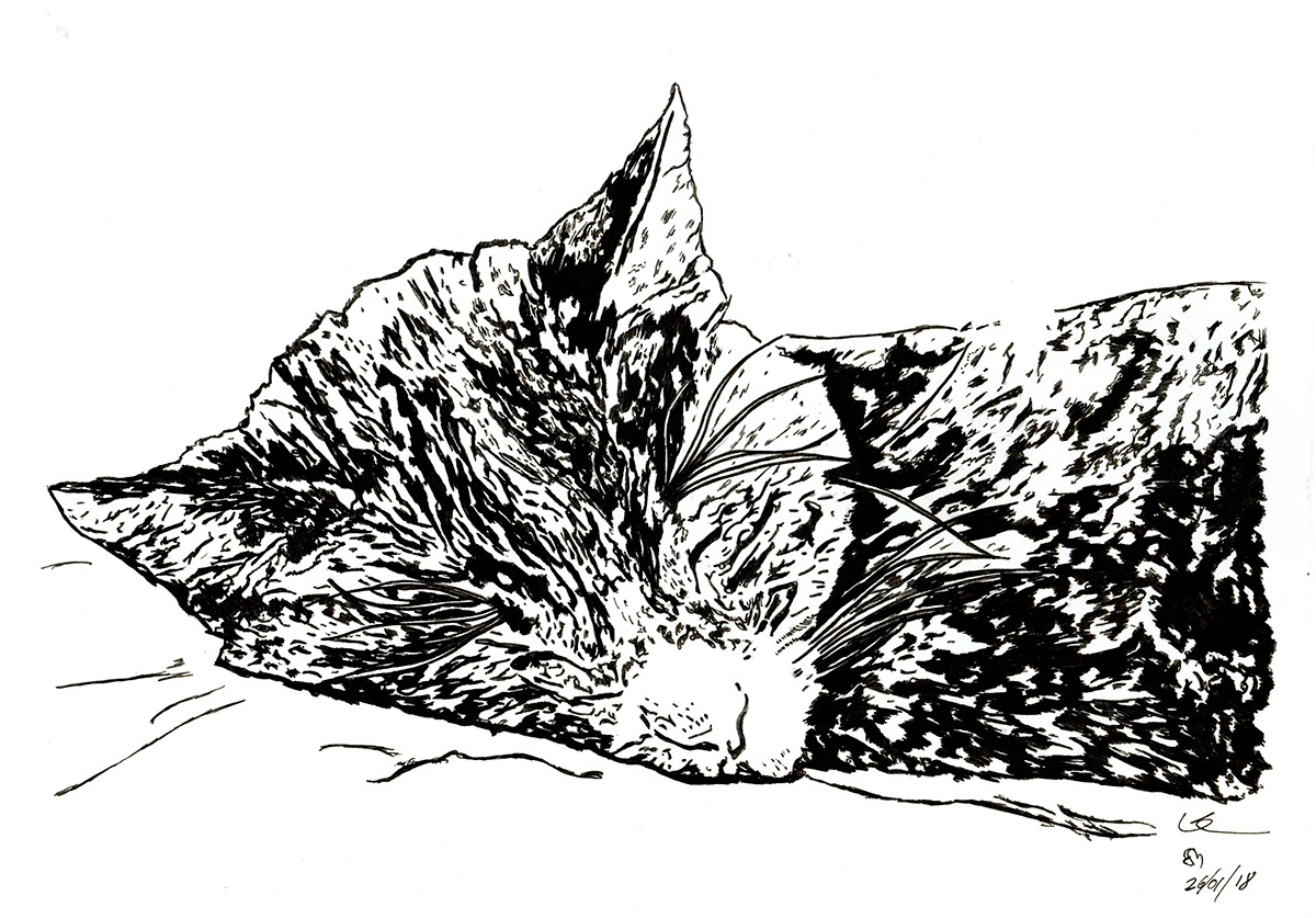 dog Cat pets watercolour pen pencil ILLUSTRATION  childrens illustrations artist animals