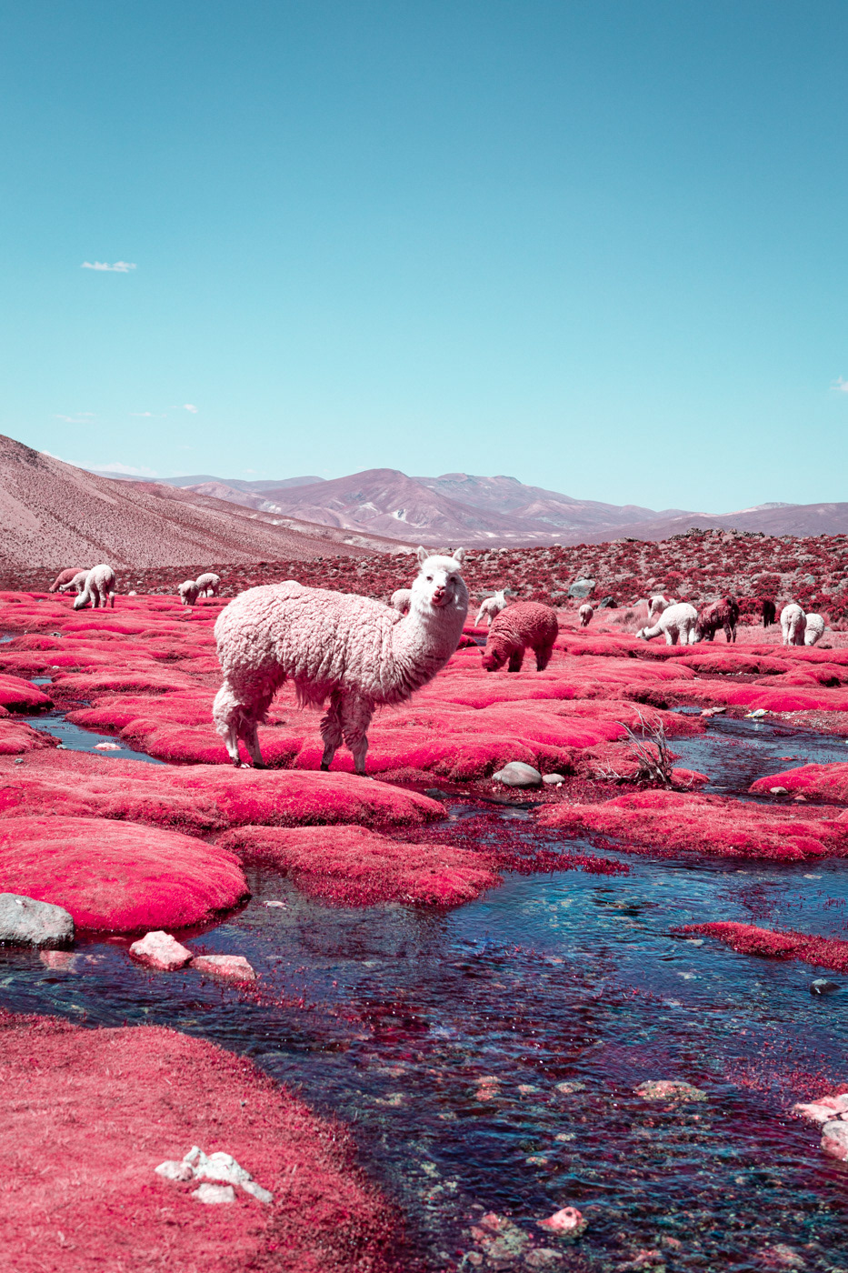 alpaca animal infrared LAMA Landscape Nature peru pink red wild
