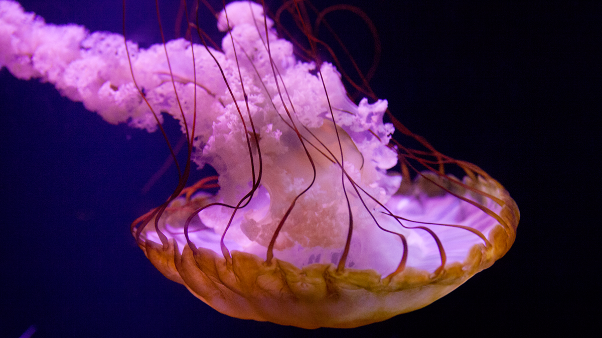 jellyfish Bahamas atlantis paradise island