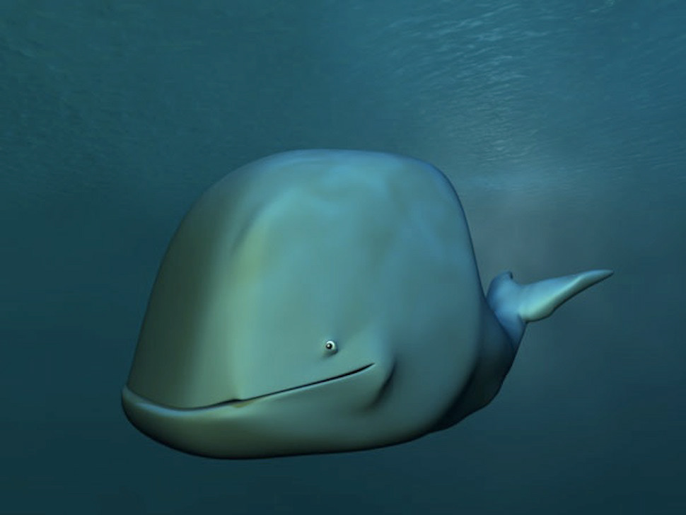 dimo comunicación Angelita la ballena pequeñita miguel esteban 3D