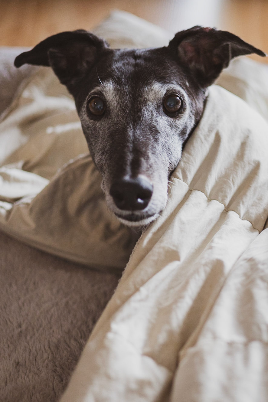 dog greyhound Pet indoor black and white