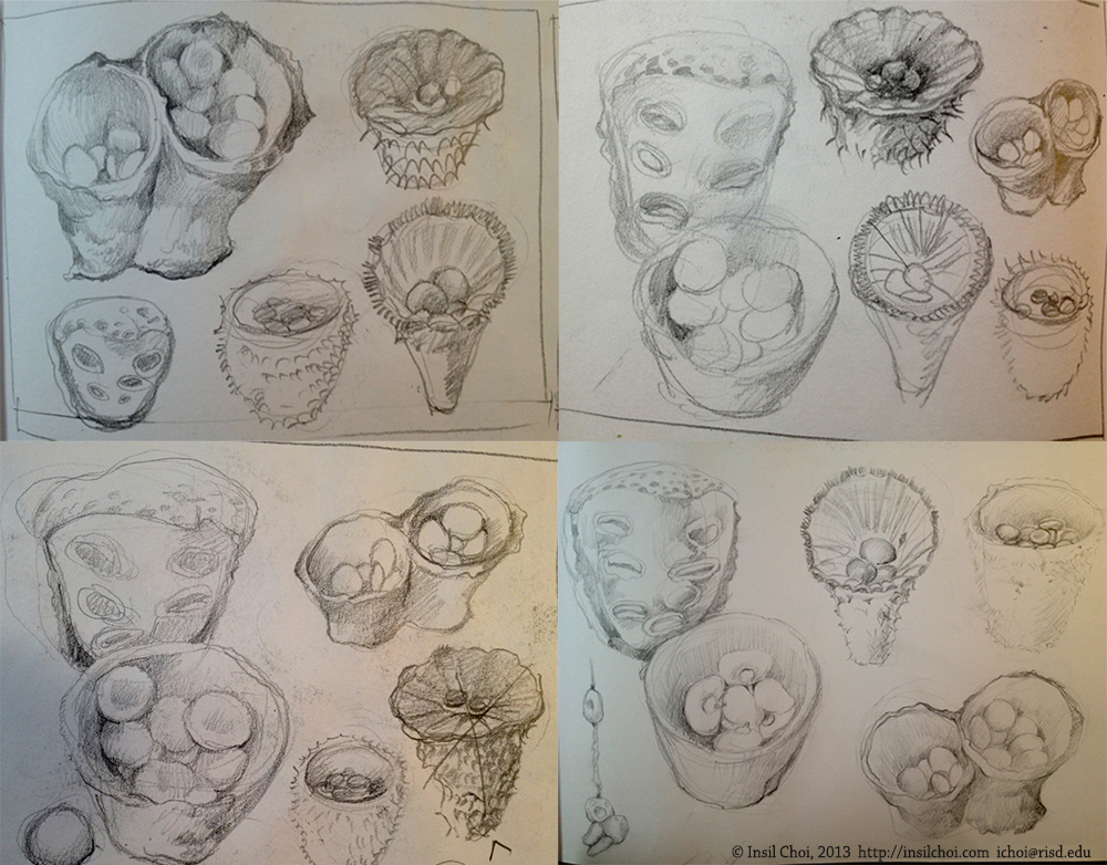 Bird's Nest Fungi Fungi mushroom scientific Glossary Pen & Ink eggs