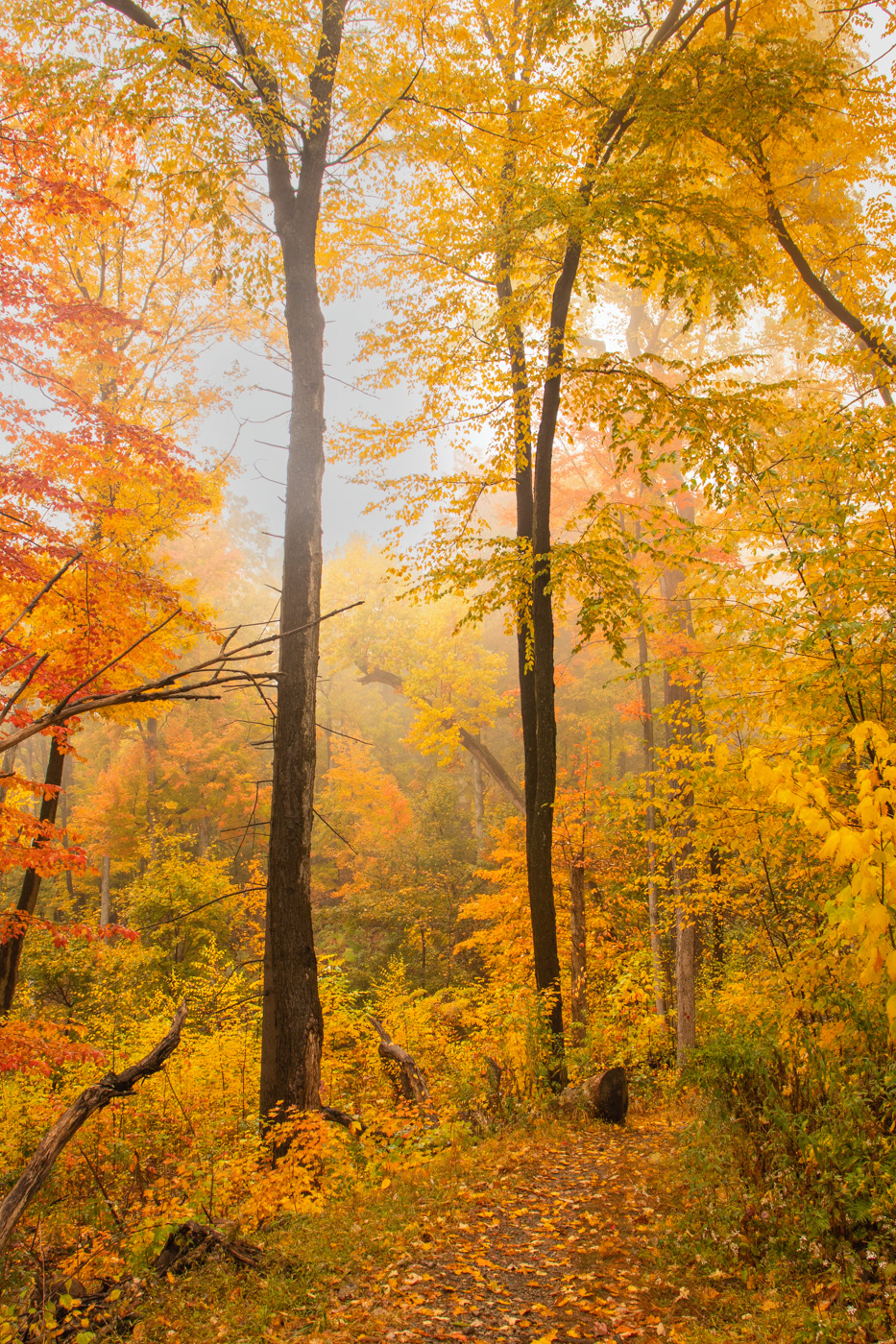 autumn Fall forest Landscape Nature Outdoor photographer Photography  trees woods
