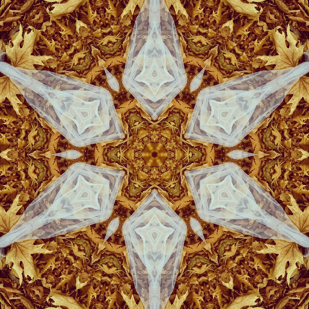 surreal illusion Photography  art digital trippy Nature kaleidoscope abstract pattern