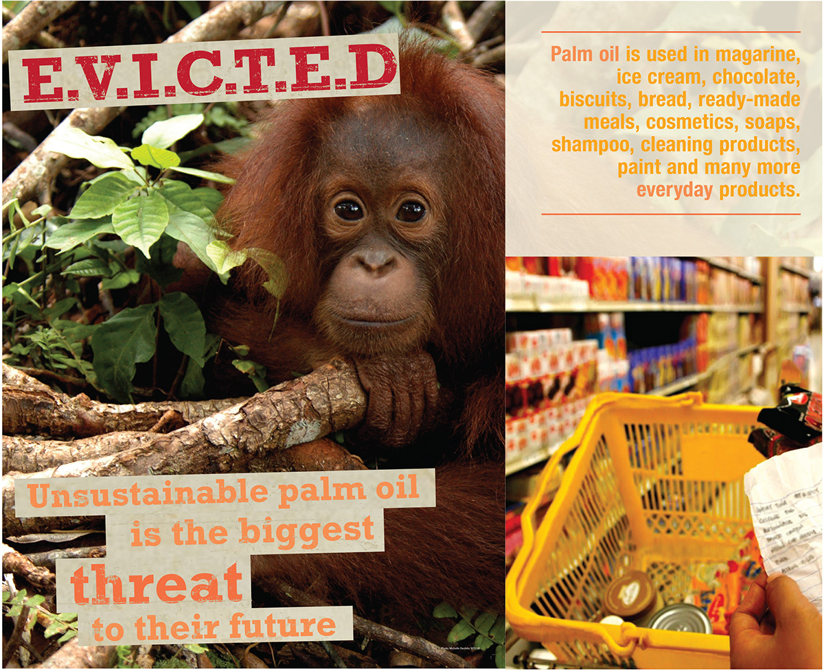 orang-utans Palm Oil Sustainability conservation