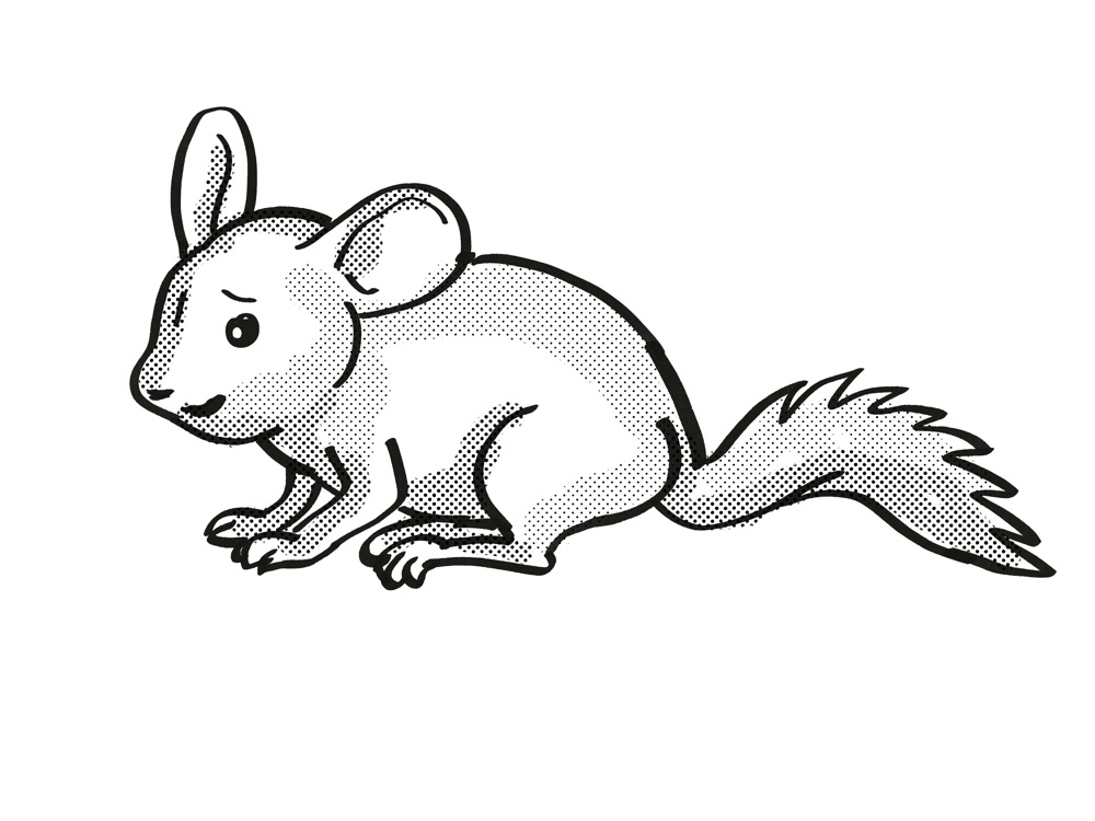 Retro cartoon Drawing  endangered chinchilla Lanigera medium sized rodent South America wildlife