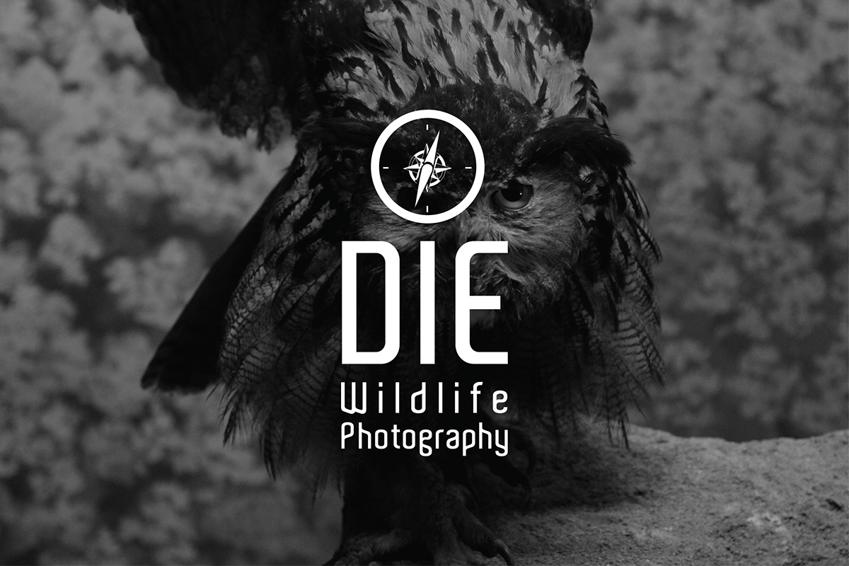wild human Nature animal Tree  forest eagle wildlife logo bird Falconry namecard shirt