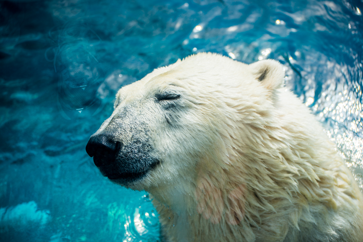 zoo polar bears Wildlife photography wildlife bears animals