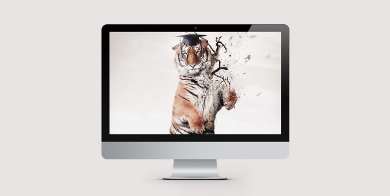 tiger bear animal splash elias klingen eliasklingen Sweden retousching retousch effect digital art