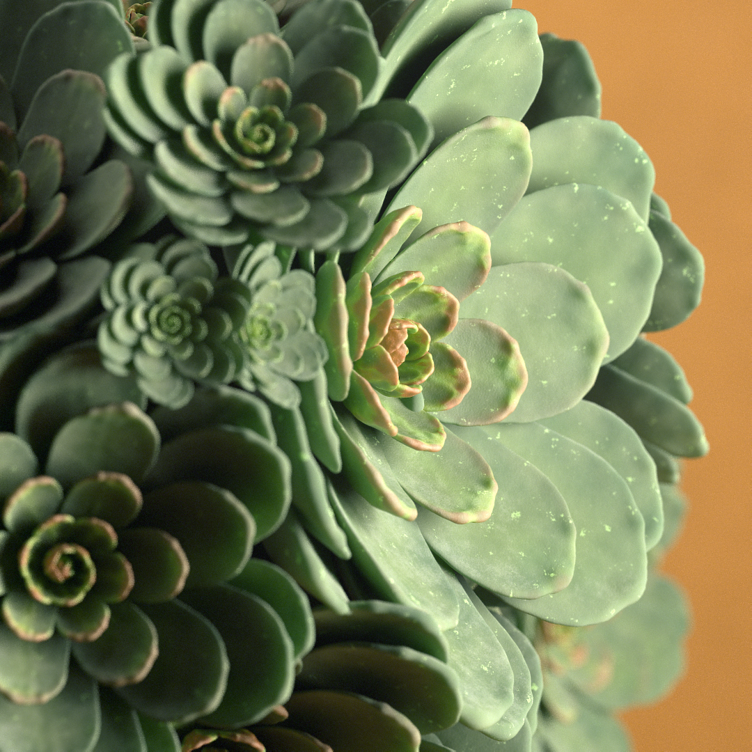 Succulents plants Render 3D houdini Procedural cinema 4d Digital Art  math art