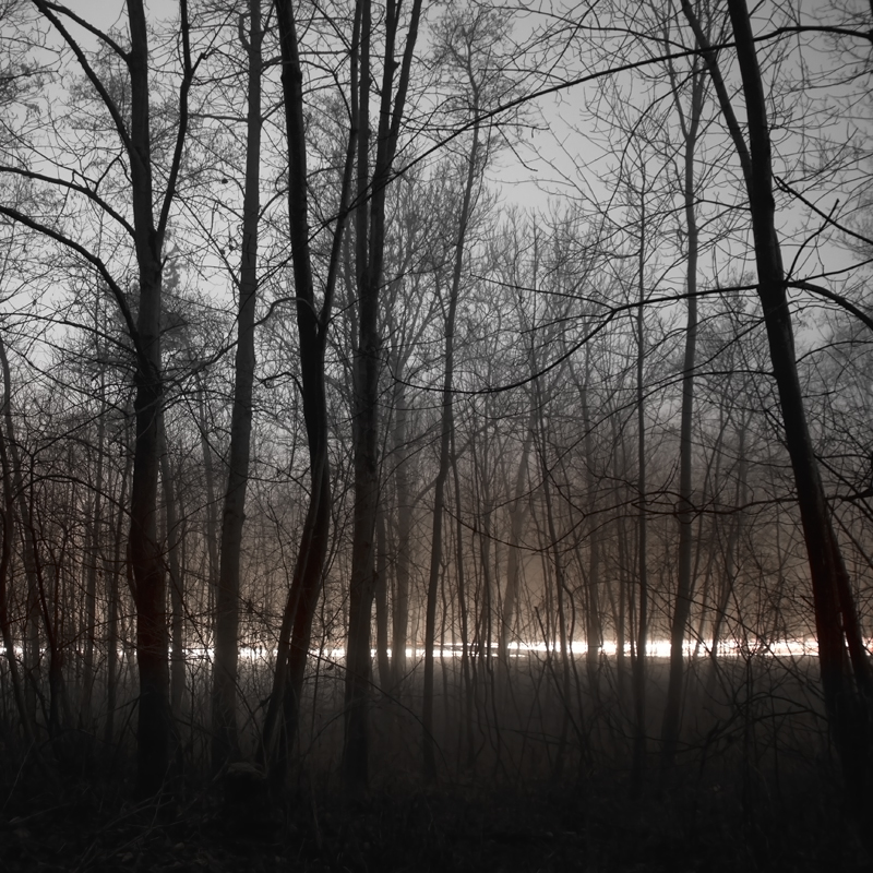 forest light night carlights