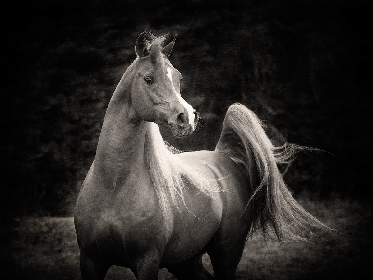 arabian horses bashir al shaqab horses horse arabian horse Black&white