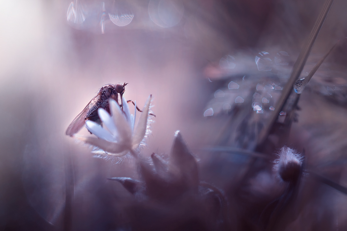 insect macrophotography Nature Outdoor Photography 