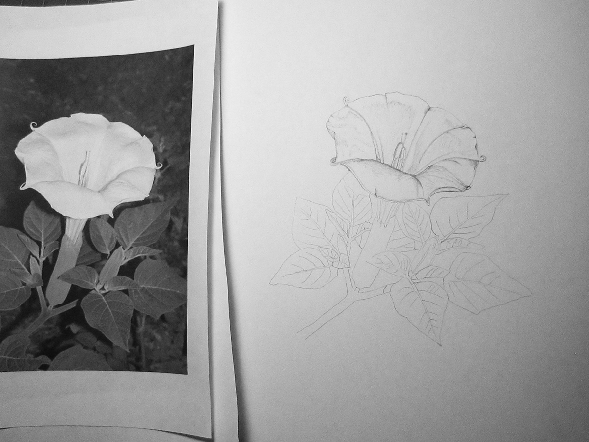 ILLUSTRATION  Illustrator hand drawn colored pencil Flowers botanical botanical illustration black background white flower Moon Flower