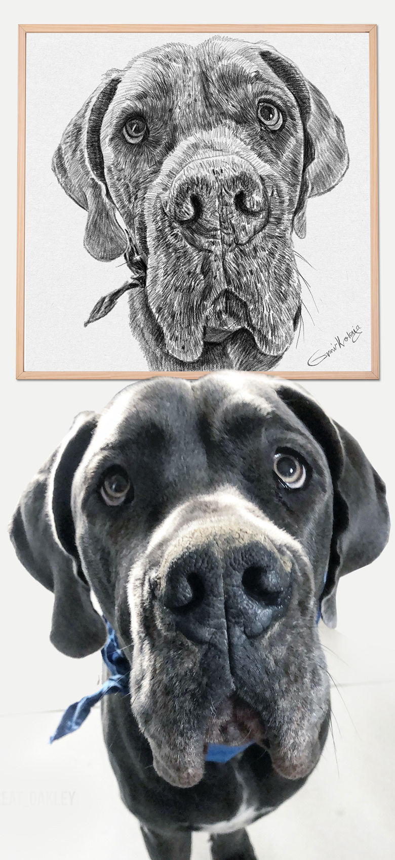 custom dog portrait custom pet portrait Digital Drawing Drawing  Pencil drawing Pet Portrait