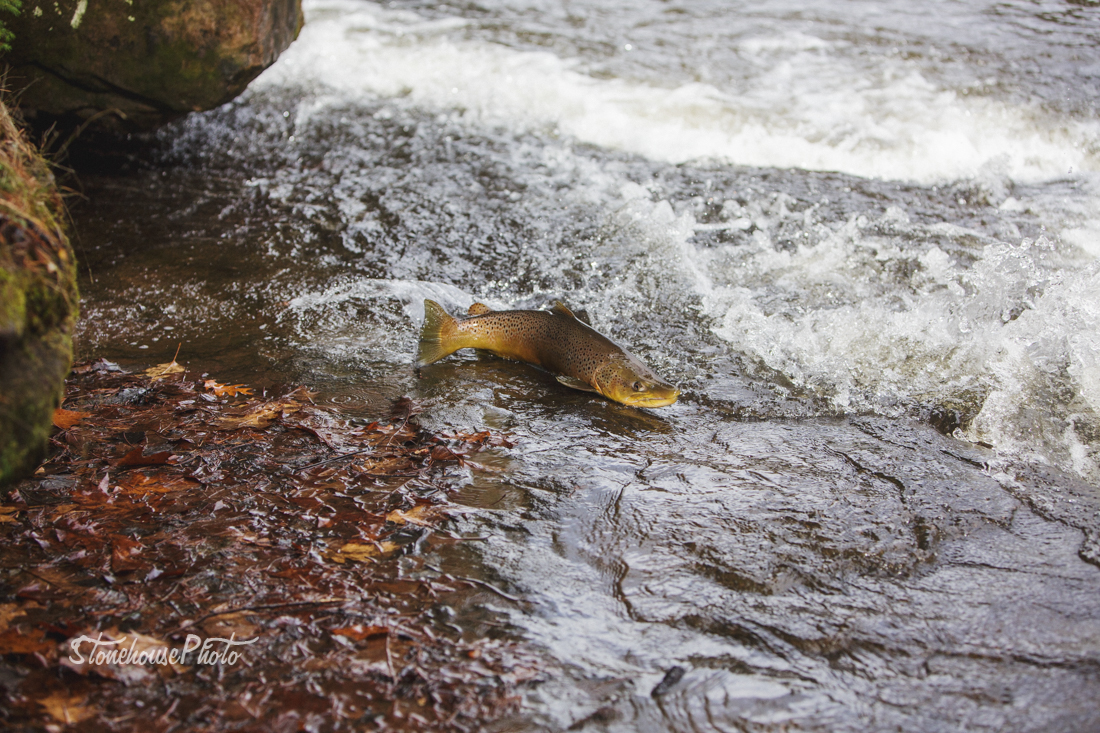 fish trout stream migration Outdoor Wisconsin salmon