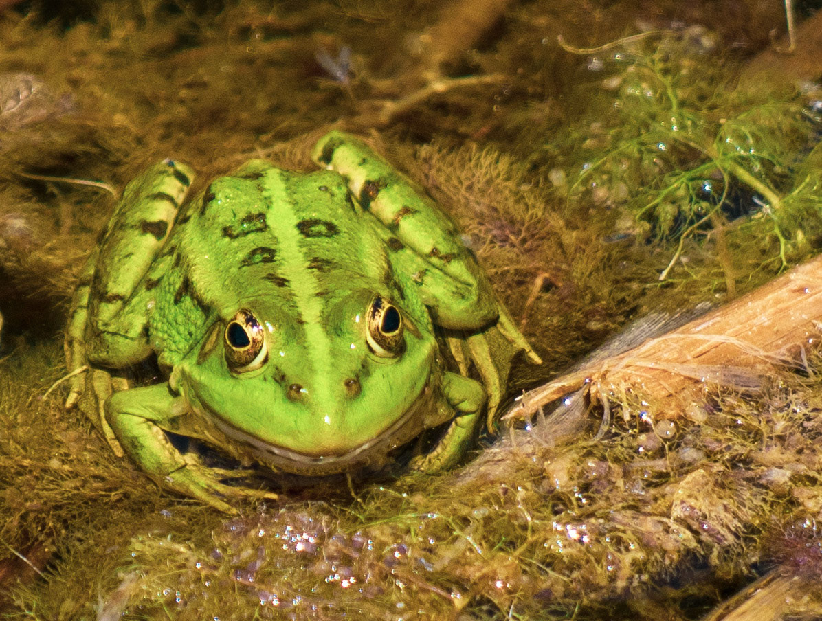bird bird paradise ercıyes frog kayserı reeds snake swamp Turkey Turtle