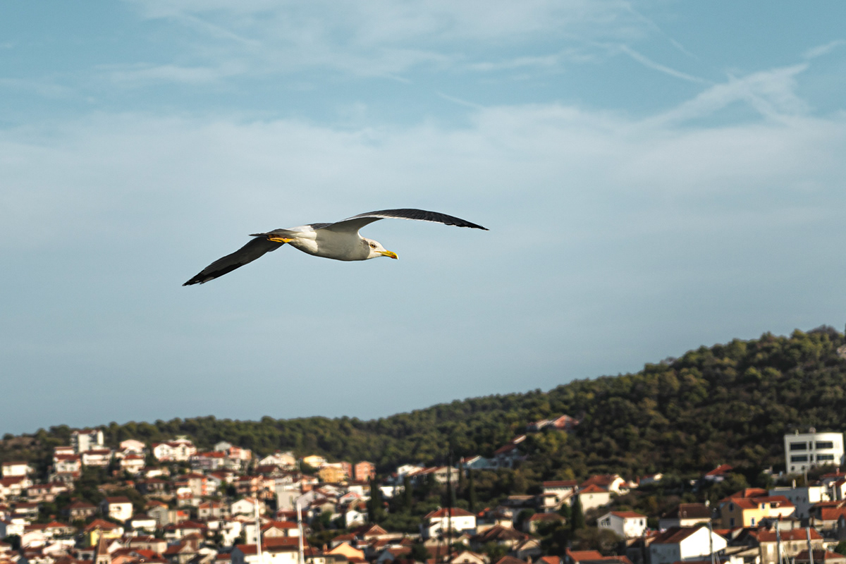 Seagull in Trogir