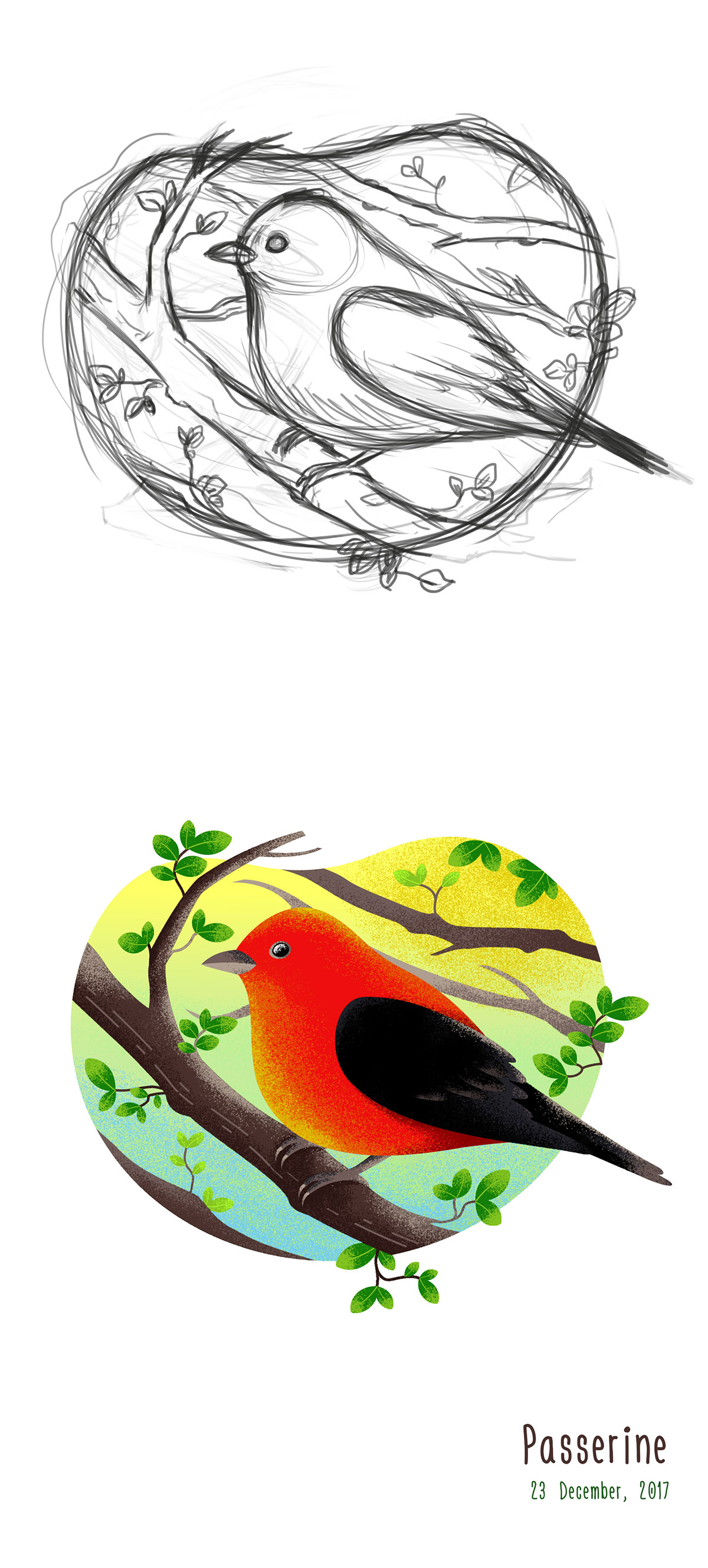 bird ILLUSTRATION  personal project adobe graphics portfolio inspiration Nature colorful design