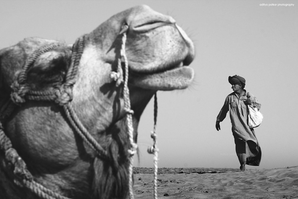 Rajasthan desert Sun heat camel camelride sand