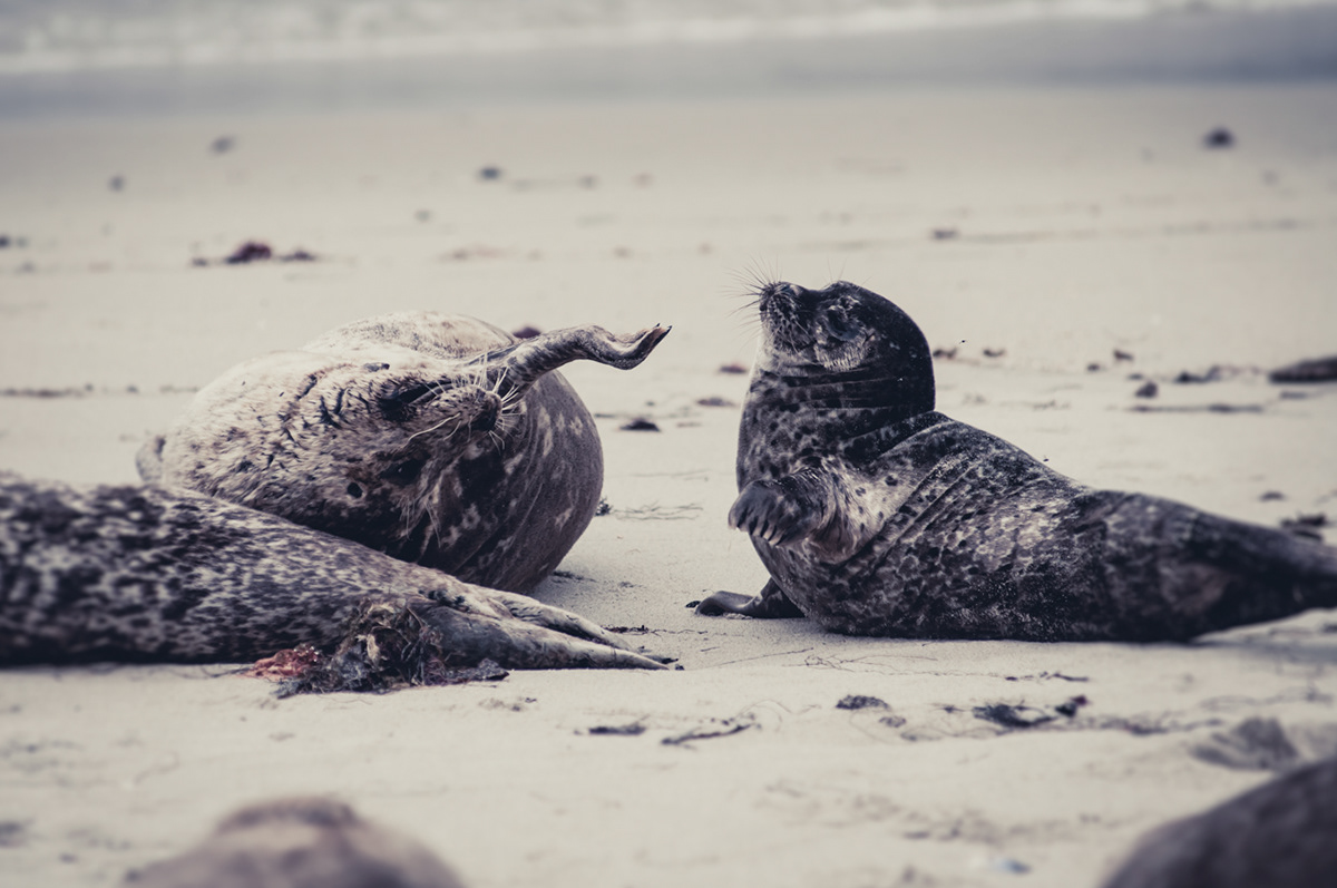 seals wildlife sanctuary San Diego Travel usa California seal colony