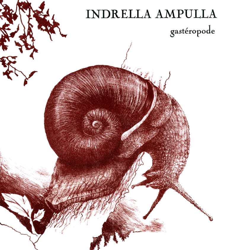 snail red indrella impulla snails litho lithography science scientific Nature classification evolution study animal Gastropoda gastropods