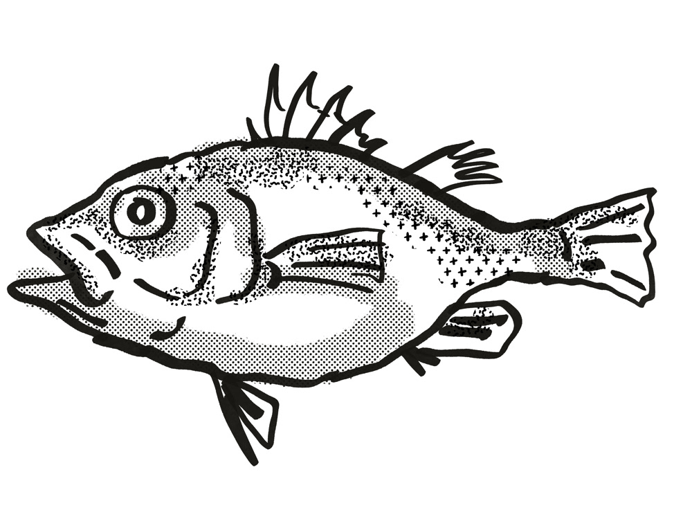 Retro cartoon Drawing  Spinycheek Seabass Ostracoberyx paxtoni fish Australian Australia tropical fishes