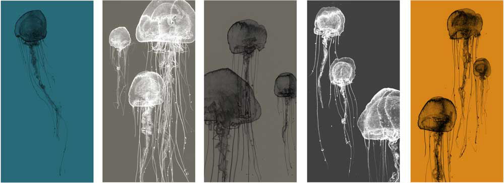 jellyfish sea life ink pencil modern Ocean deep sea box jellyfish
