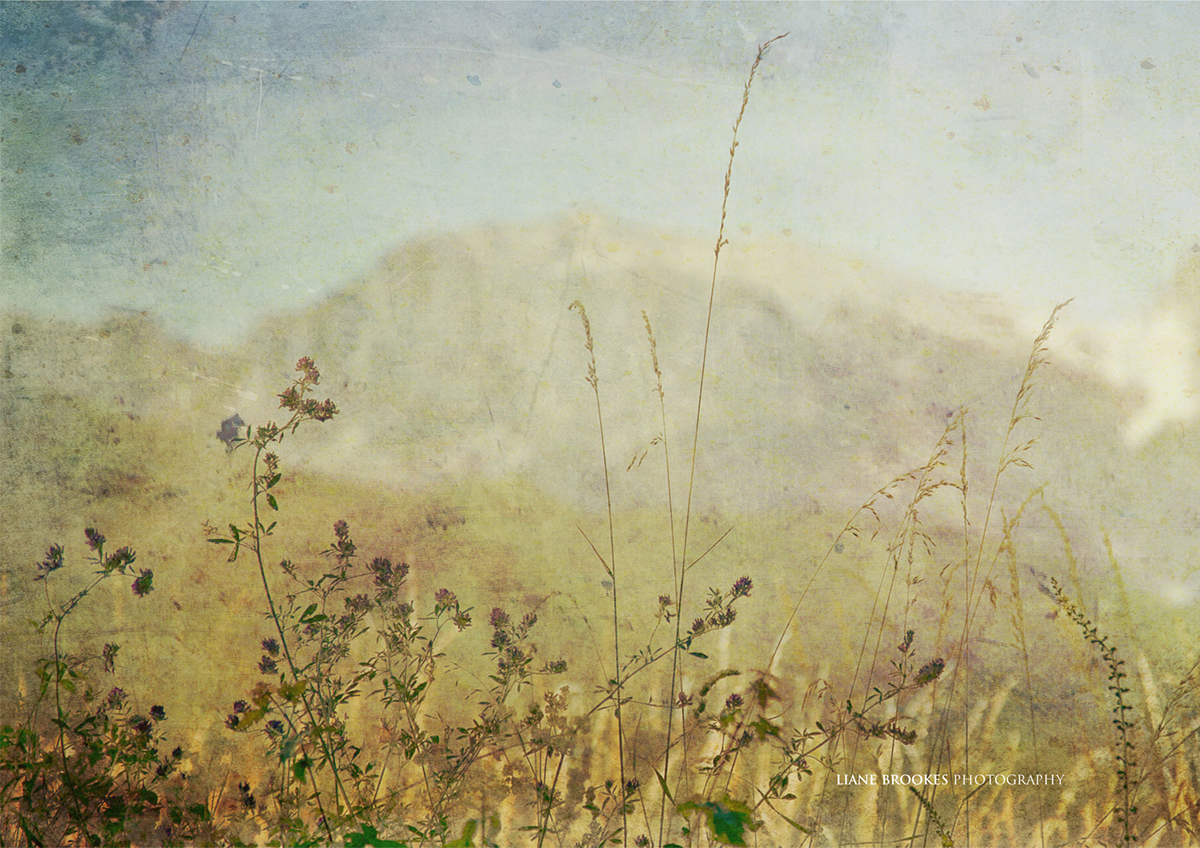 garfagnana Tuscany Italy field meadow mountains WILD FLOWERS texture