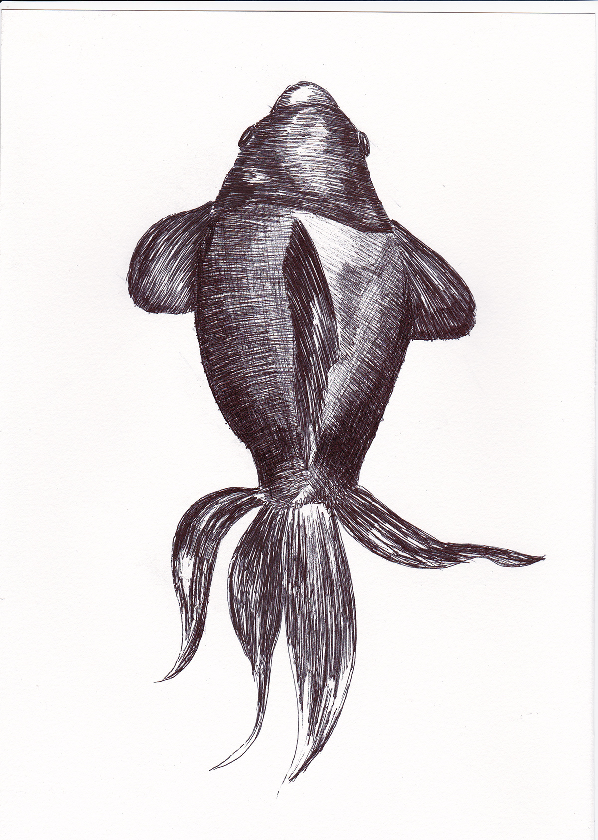 ballpoint pen fish black and white art