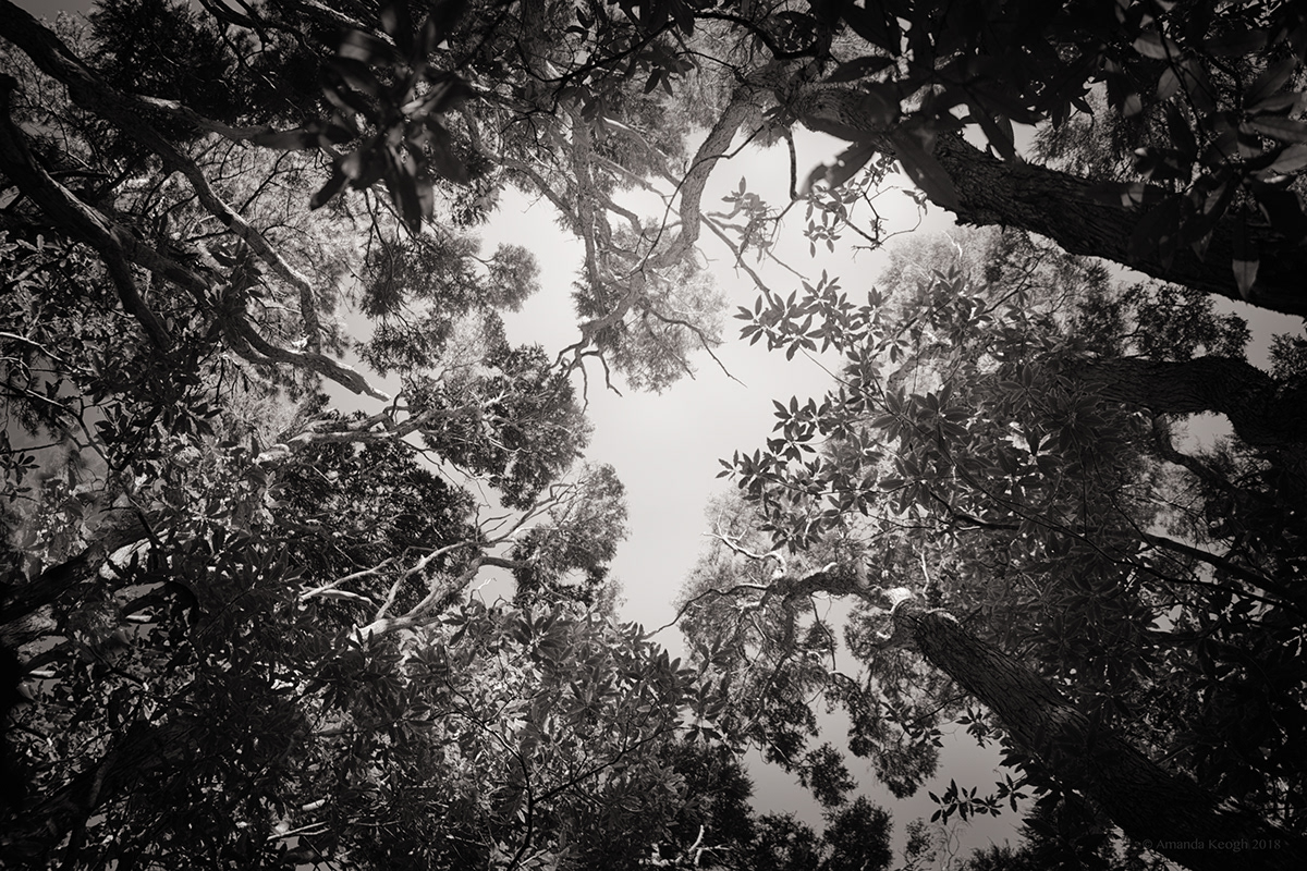 Equinox Light & Shadow light darkness forest Harmony Photogaphy black & white balance monochrome