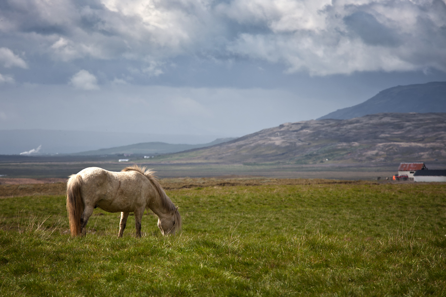 iceland  Icelandic horse