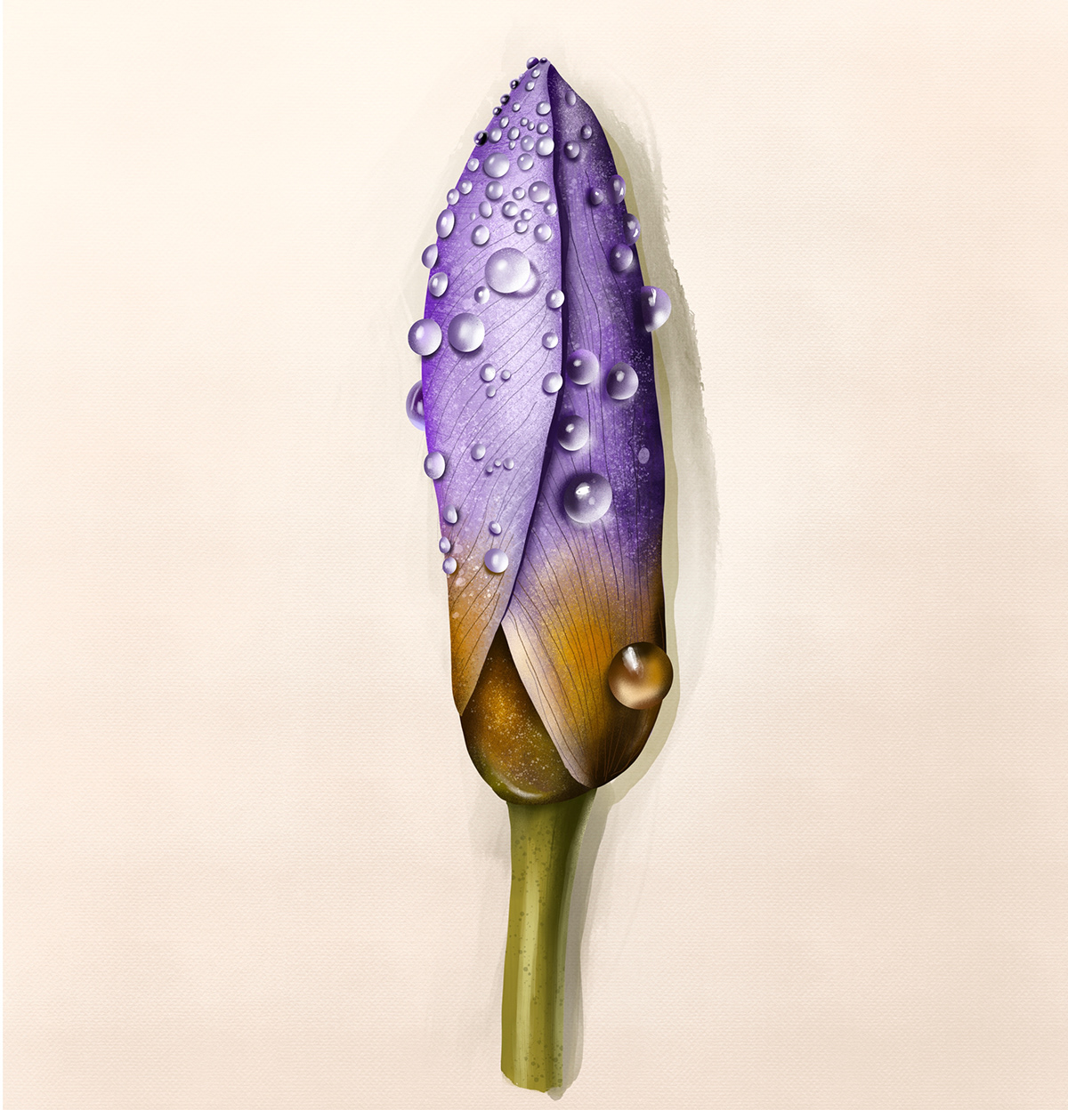 botanical floral flower ILLUSTRATION  Illustrator Nature spring violet
