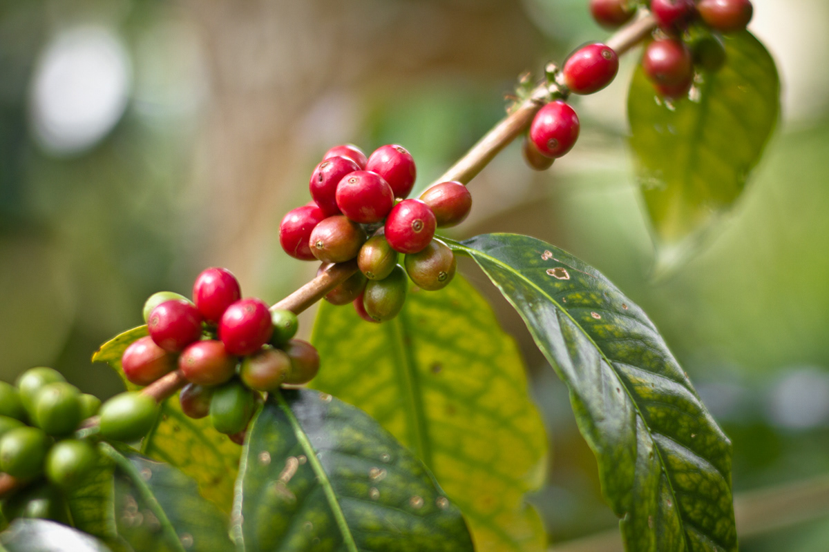 indonesia Coffee growers Papua pogapa pone Travel drink roaters jakarta
