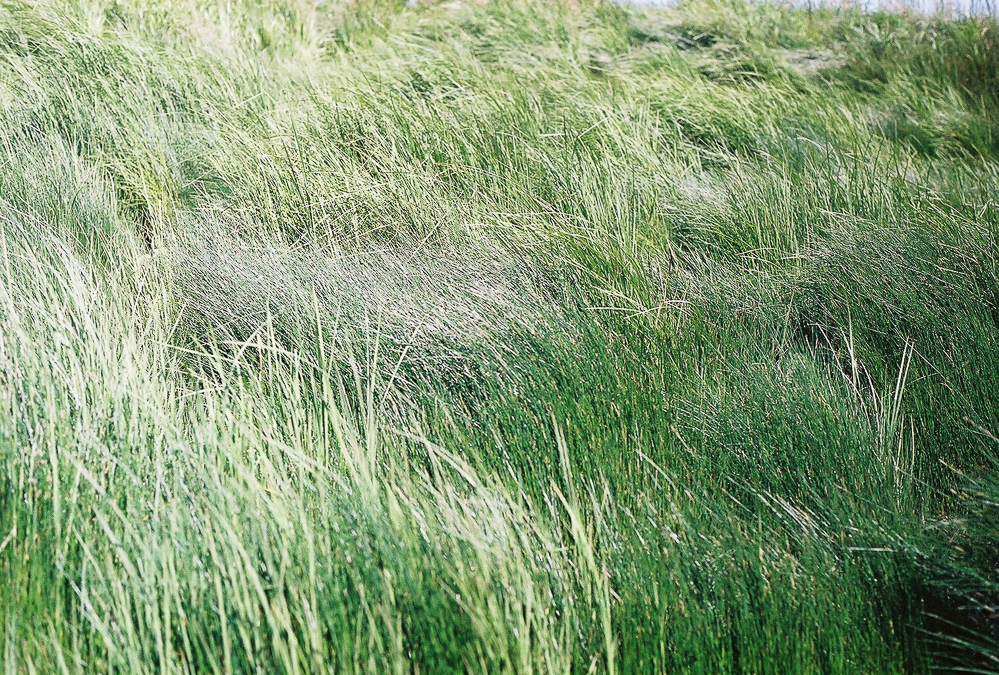 grass windswept Nature Landscape film photography fujifilm