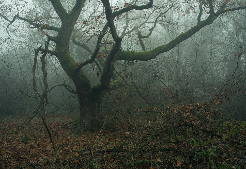 norfolk broads trees mist fog