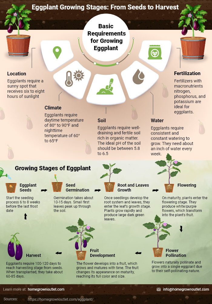 eggplant eggplant growing stages grow eggplant harvesting eggplant