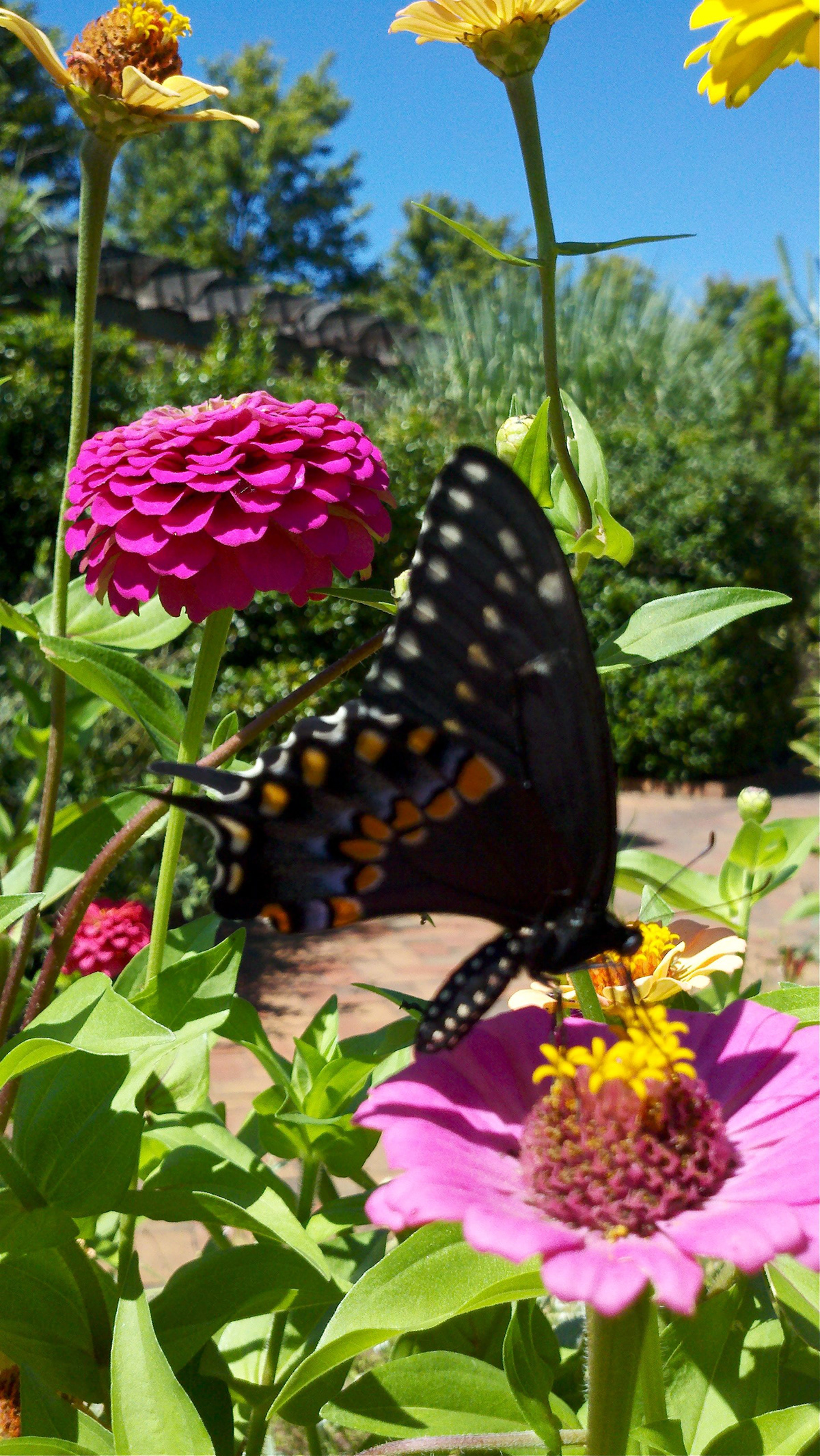north carolina botanical gardens butterflies Flowers green leaf gerber Roses leaves bugs purple yellow pink
