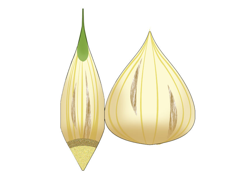 Garlic Packaging
