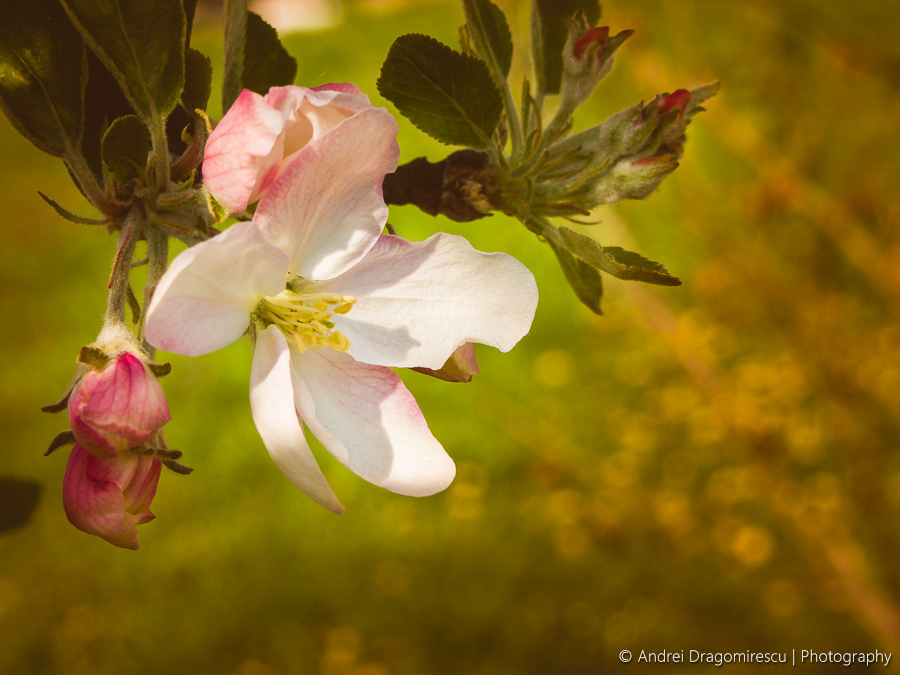apple blossom branches crane green leaves petals pink SKY spring Tree  twigs White