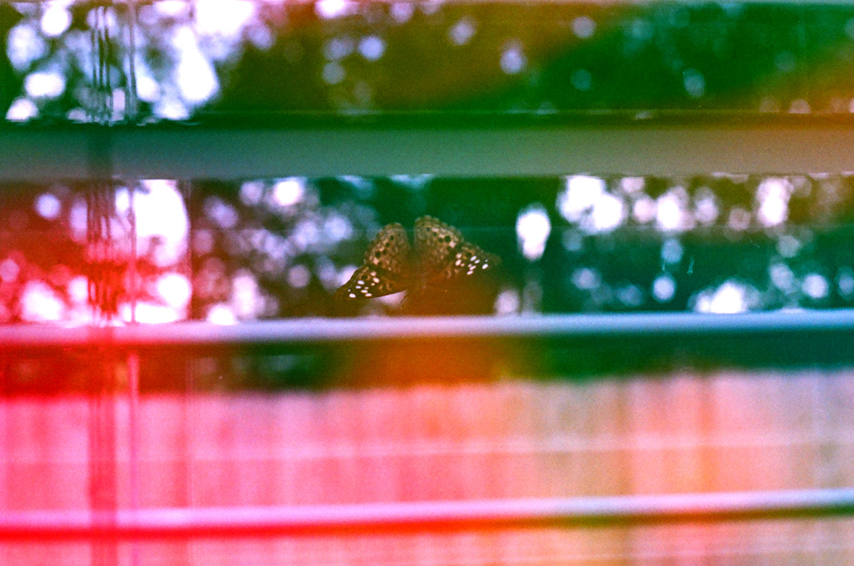 Colorful abstract butterfly on 35mm Jelly 200 from Dubbefilm. Imagery by Destry Rose