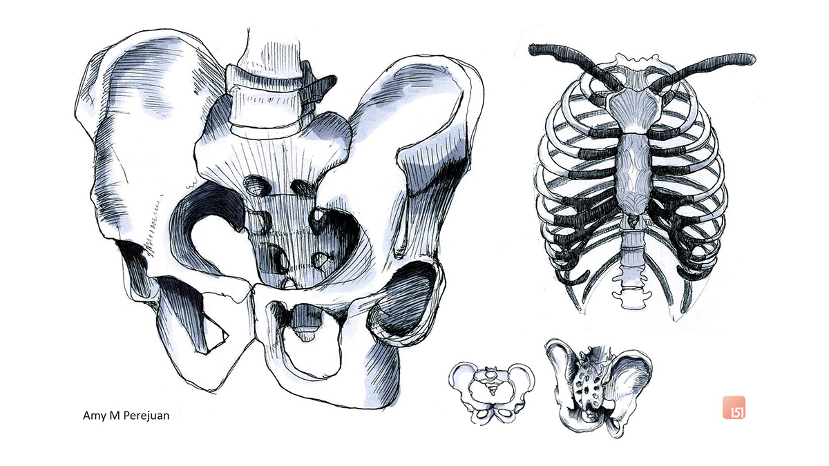 drawing anatomical rib cage  pelvis  Thumbnail  lampshade polypropeline