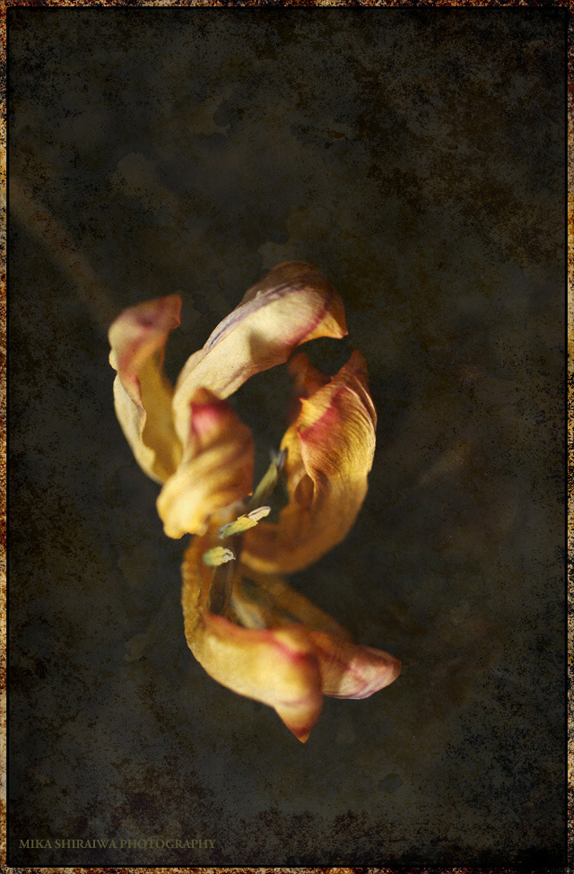 Classic contrast digital Flowers mood Nature Retro tulips vivid yellow