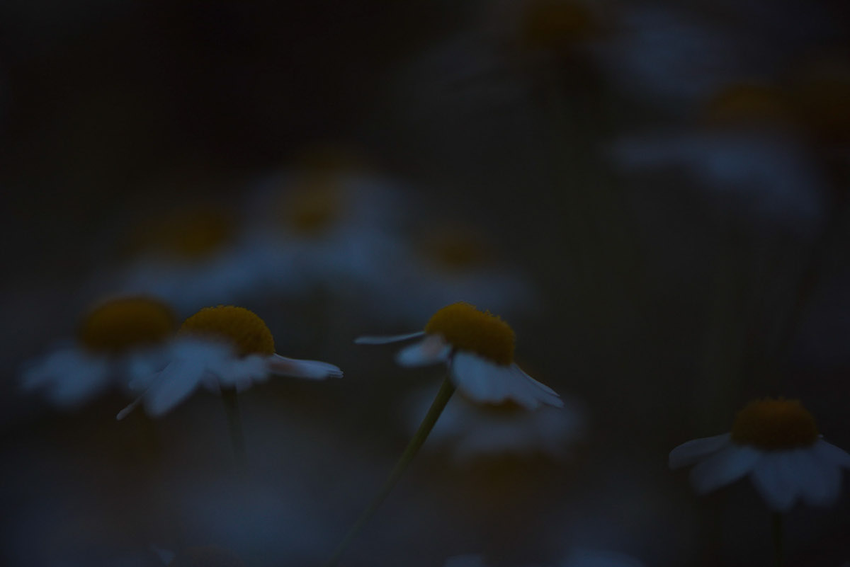 Botanik pflanzen blumen blüten Flowers night nacht Nachtaufnahmen Botanischer Garten berlin