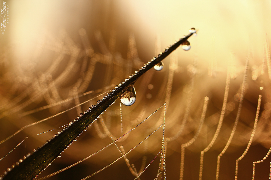 artphotography Dew drops macro Macro Photography MORNING Nature nature photography plants spiderweb