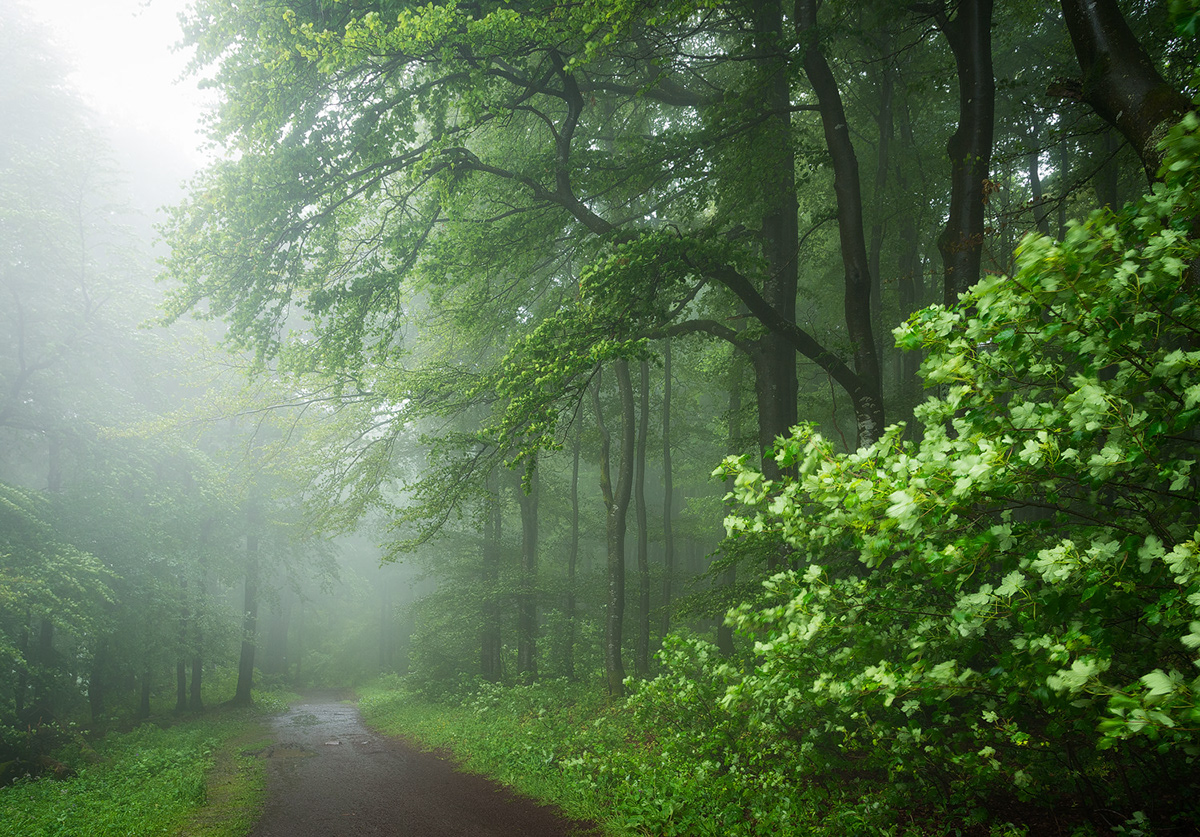fog forest mist mood rain trees wood
