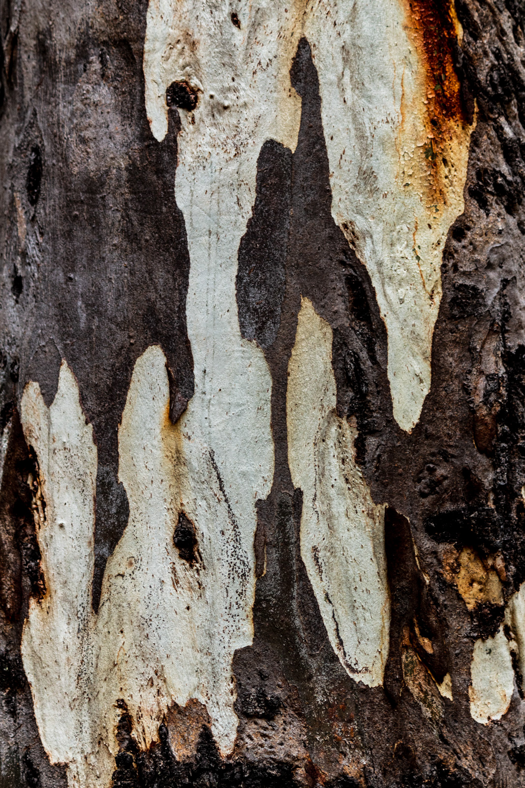 texture Nature Tree  bush bushland natural bark abstract