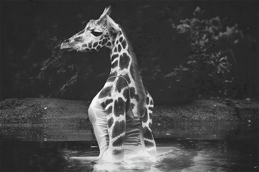 photoshop manipulation digital art giraffe water anthro